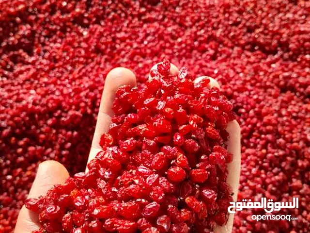 برباريس المجلسي المنفوخ عالي الجودة