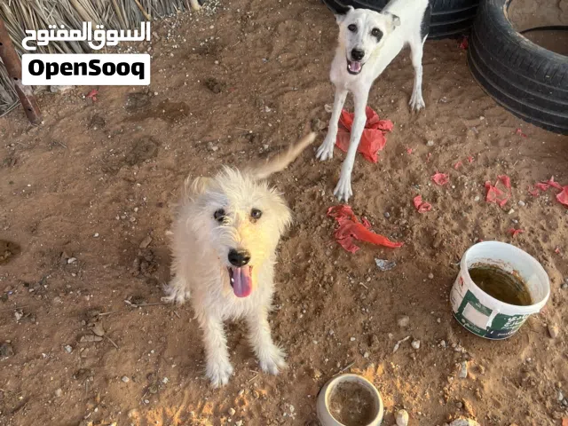 كلاب صحيات مافيهم شي