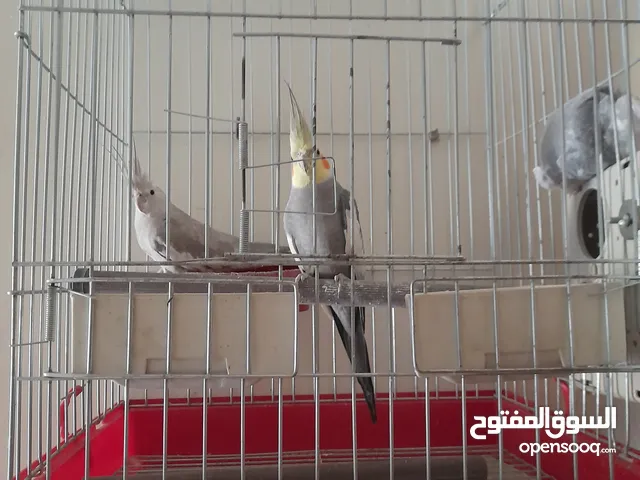 زوج كوكتيل مع القفص للبيع بسعر مناسب