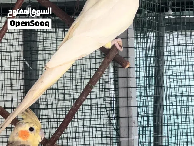 زوج كوكتيل وزوج دره وزوج بادجي للبيع سعر صفقه لكل زوج