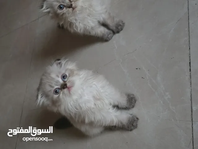 قطط مكس