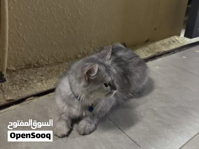 انثى شيرازي للبيع