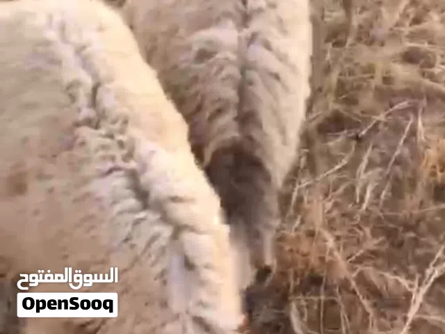 7 خرفان وعبور
