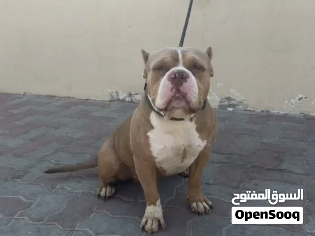 بولي ذكر منتج