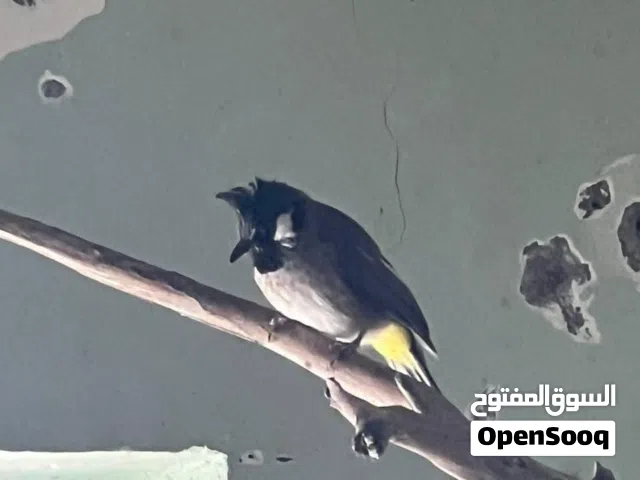 متاح بلبل هملايا مال محميه فحل جاهز