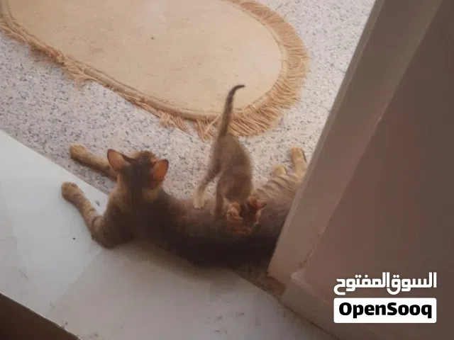 من المالك مباشرة قطه للتبني مع ولديها الصغيرين .