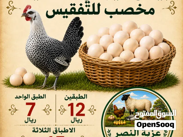 للبيع بيض دجاج فيومي كلاسيك مخصب وصيصان بط مصري