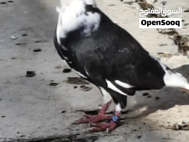 للبيع رافل