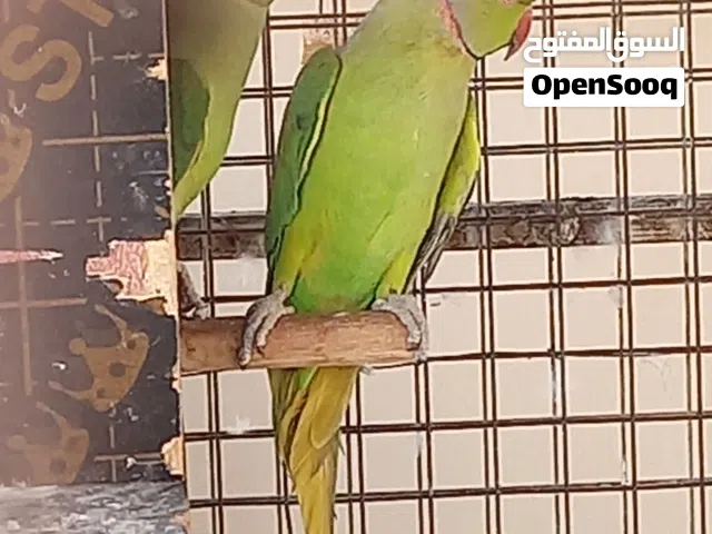 بغبغاء الدره الأخضر