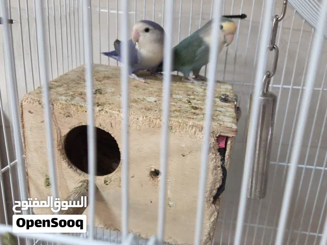 زوج روز للبيع