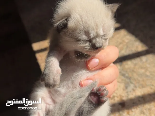 قطط صغار مع أم