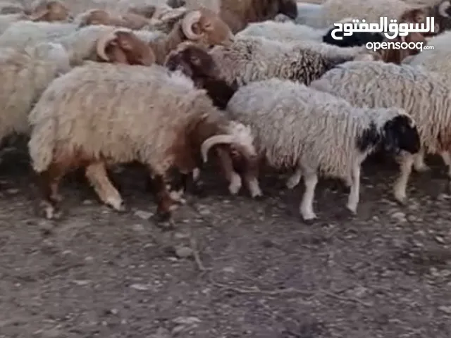 33 وودي 2 دغلي 17 فطيمة البقاع الأوسط