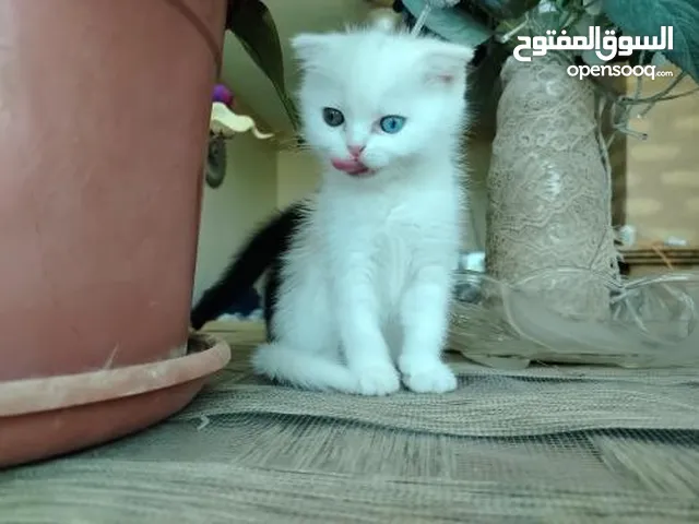 قطط للبيع سكوتش فولد و سيرازي