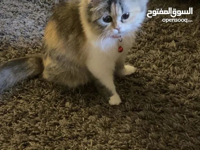 قطة فارسية مون فيس