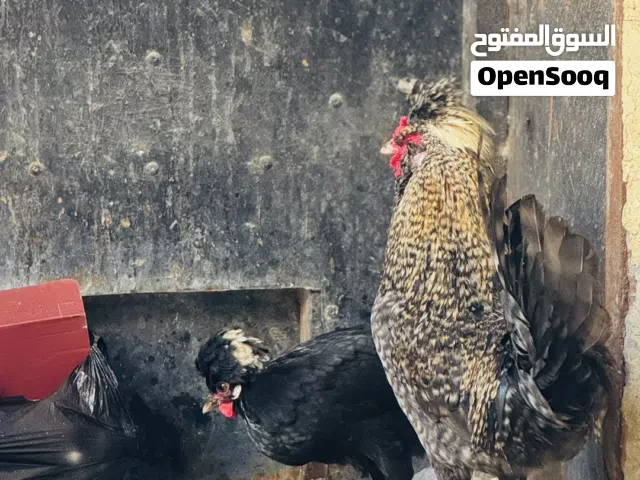 سيت بالوني للبيع دجاجتين وديك بياضات