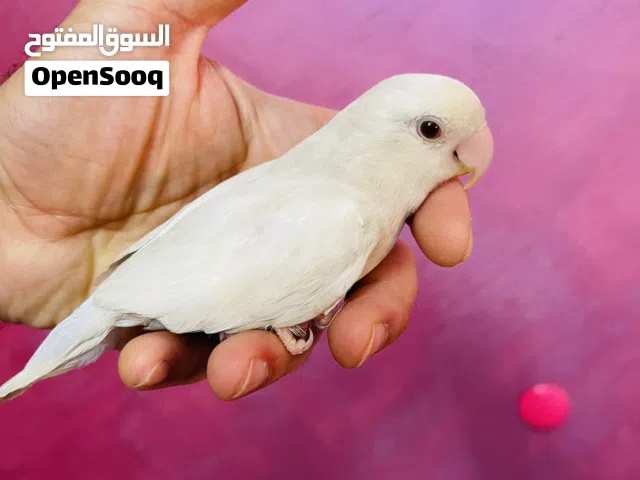 زوج غندور البينو عين حمره