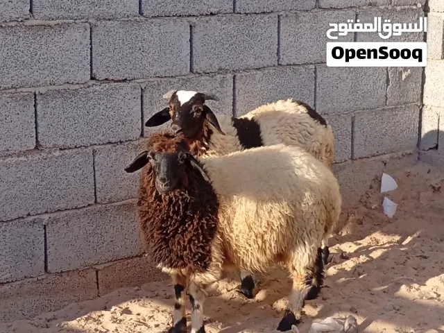 السلام عليكم يوجد حولي دكر وحولية عز الكسب غلظة ووقفة حاجة ربي ايبارك للبيع جميع 2800د فقط