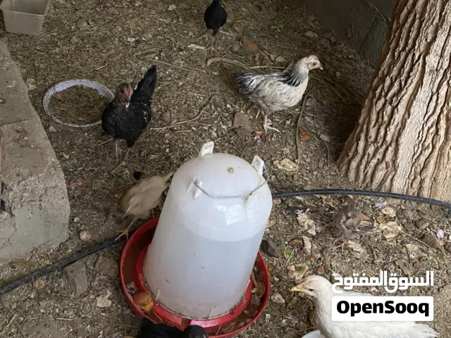دجاجً عمانيات