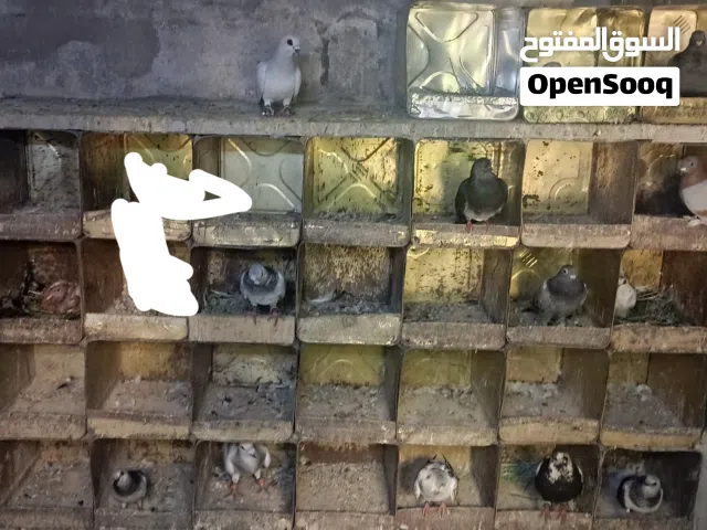 يوجد تشكيلت حمام للبيع اما جوز المكابي الي في صوره مش للبيع أقرء وصف
