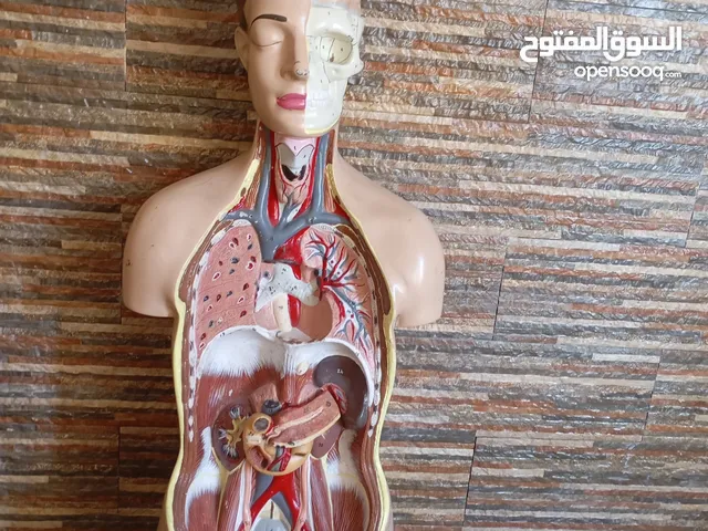 مجسمات طبية