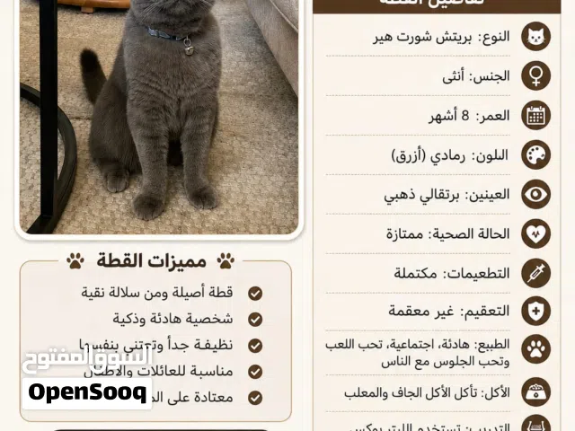 قطة للبيع للجادين فقط