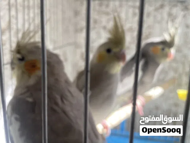 ببغاء كوكتيل