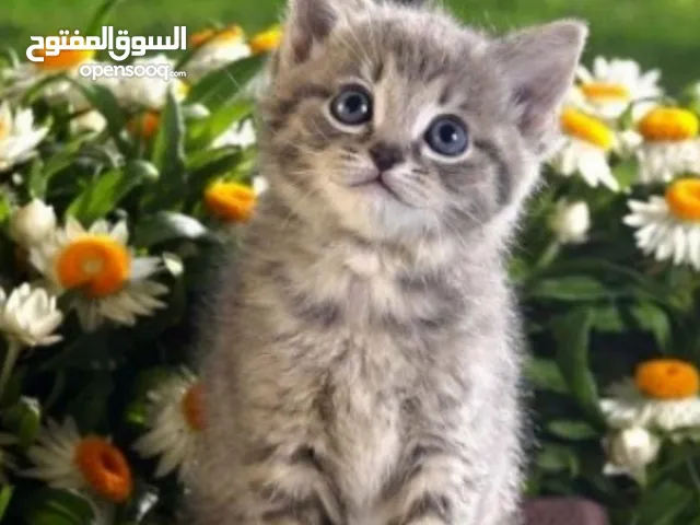 ميساء شاهين