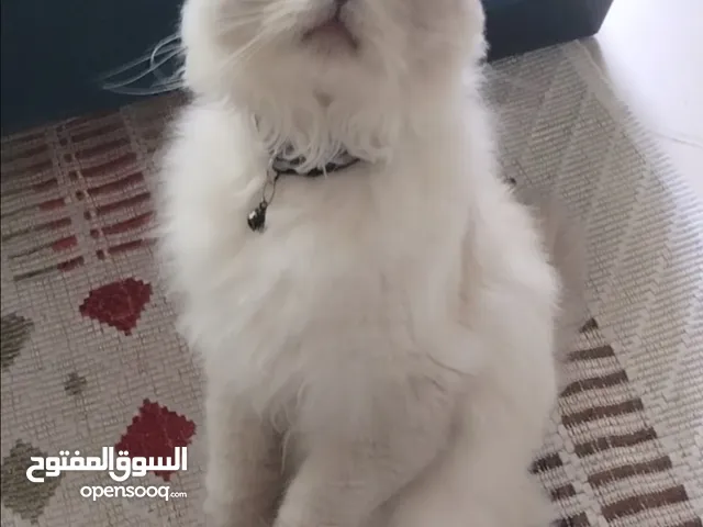 سكوتش فولد. شعر طويل. ذكر