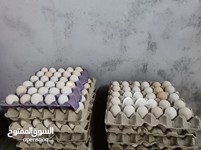 بيض عماني هجين