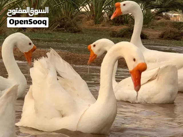 متوفر زوج وز بط  بلغاري عمر 3 أشهر و نص خط اول ما مهجن يتميز بنتاج البيض اكقر من 200 بيضه سنوين نوع
