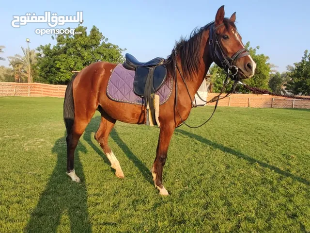 فرس للبيع العمر 10 سليمه من الأمراض ، عيونك ميزانك