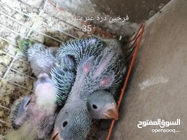 الطيور غير قابله للبدل للبيع فقط اسعار نهائيه  اوصف موضح كل شي