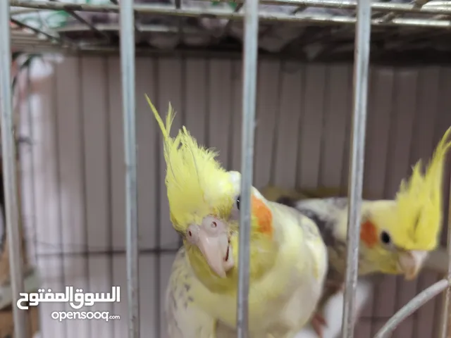 جوز كوكتيل ببغاء