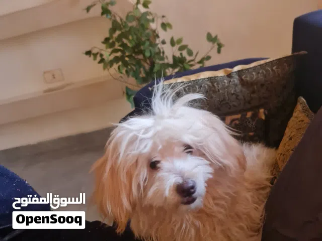 عرض بيع كلبه