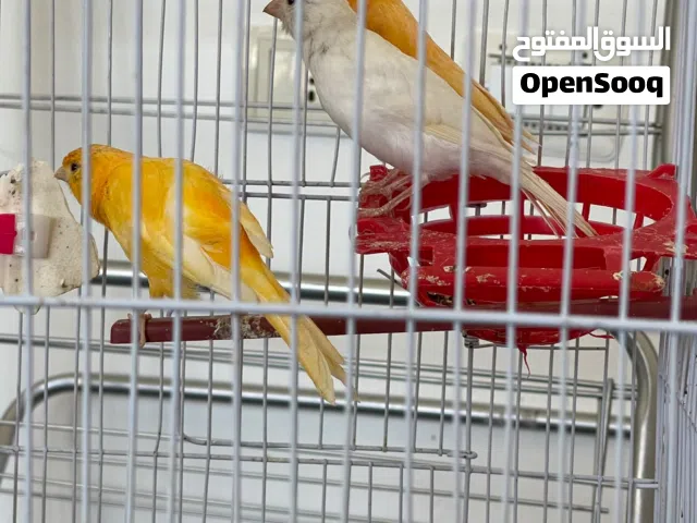 اناث كناري  للبيع