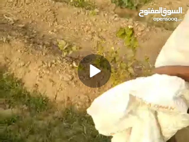 ارض زراعية للبيع في لحج الحسيني مزروعه فل وليمون