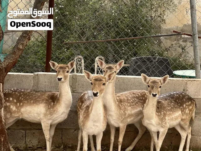 غزلان هولندي للبيع