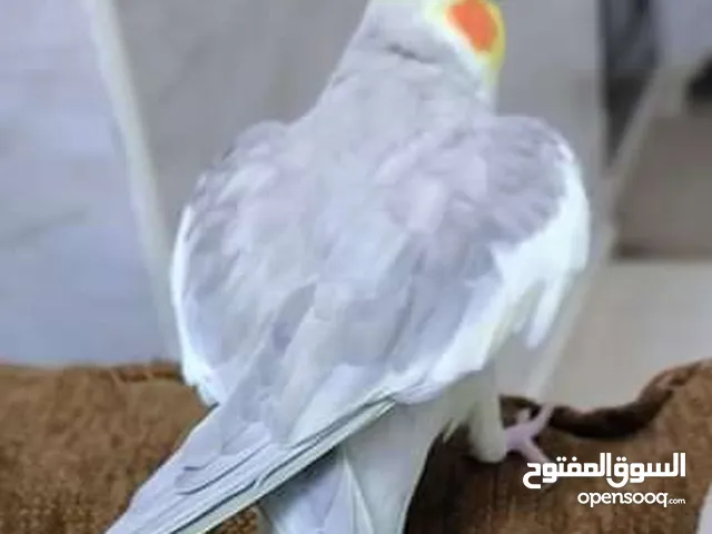 حبتين كوكتيل اخوان  اليفات  ريش كامل وصحه ونظافة