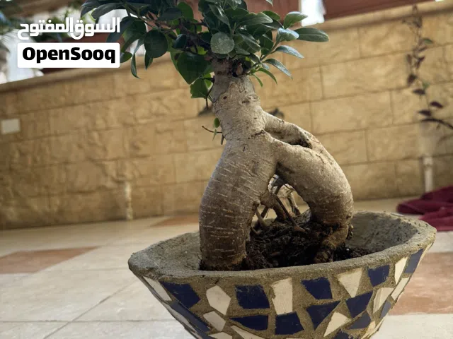 شجرة بونزاي حجم وسط مع فوار أسمنت وسيراميك