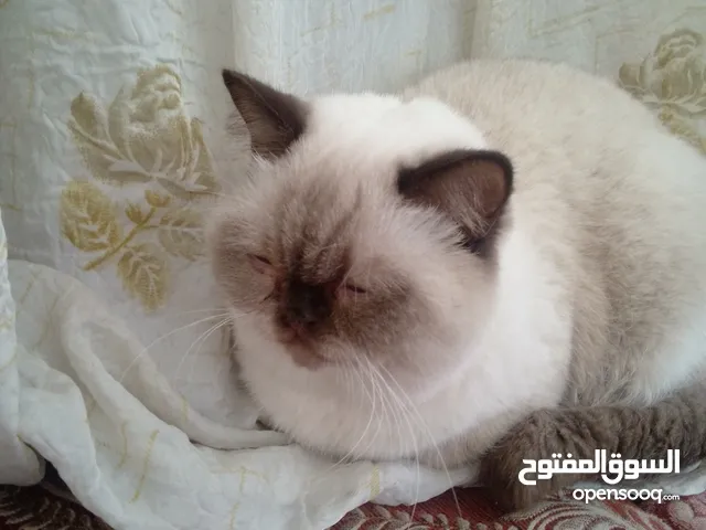 قطه للبيع سيامي