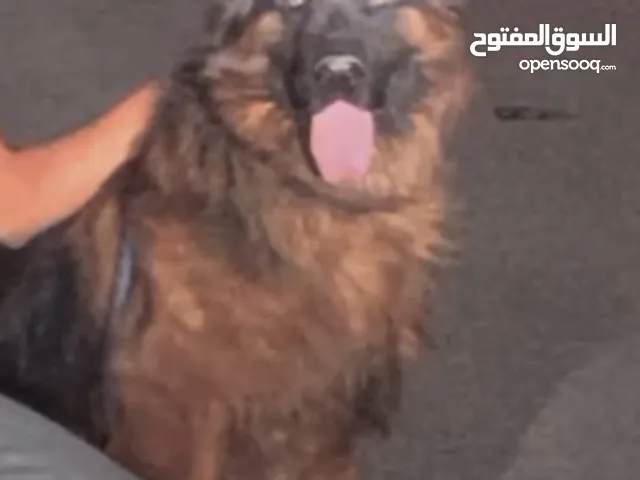 متاح جيرمن شيبرد مستوى BLAK FASE عالي جدا عمر 11شهور عباره عن دب (السعر مش رخيص)  للتواصل فقط