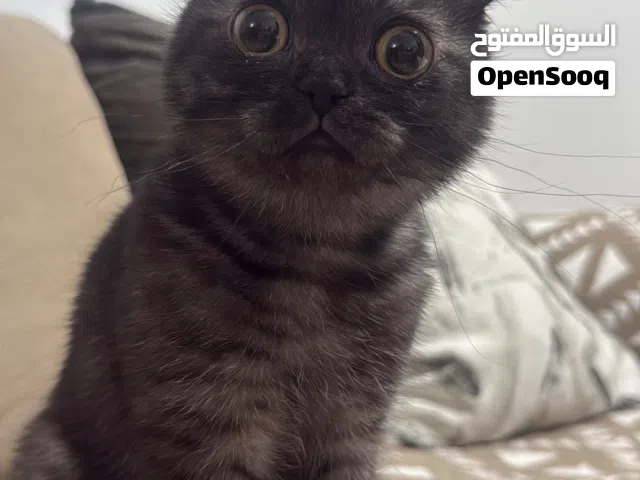 سكوتش فولد للتبني - Scottish Fold for Adoption