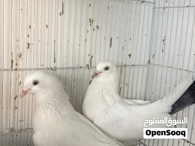 للبيع زوج كال دمبا
