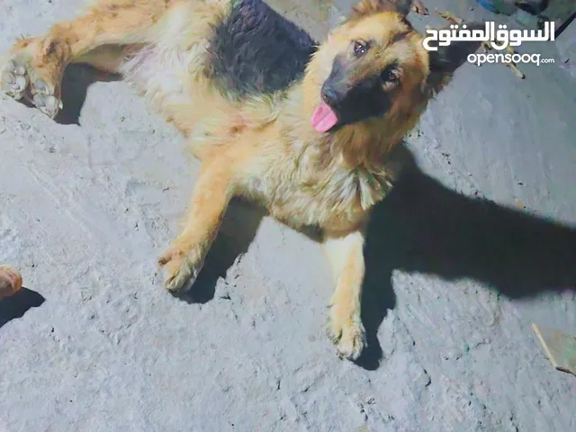 كلبه حامل باقي لها عشر ايام وتولد