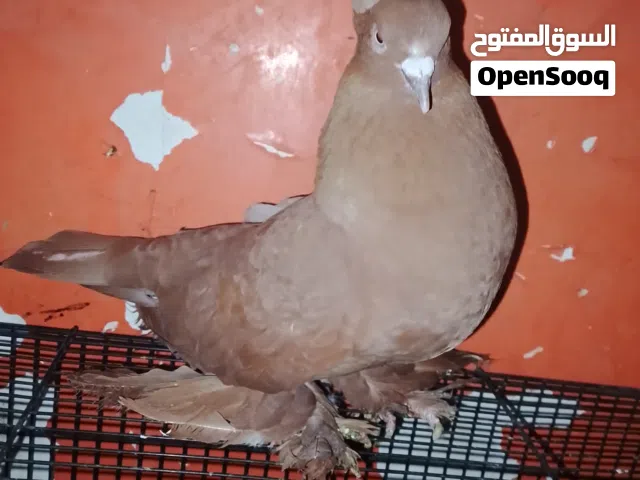 متاح فحل راعب شرط تحاجيل شراويل انطي شرط الشد والتلقيح فحل راقي وحلو