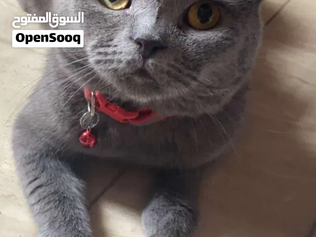 سنور شيرازي شوف الوصف