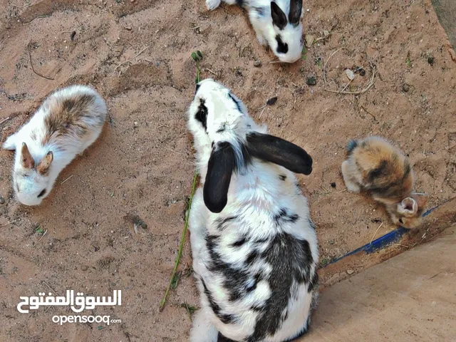 ارنب للبيع فراشه مضروبه ع الاسدي