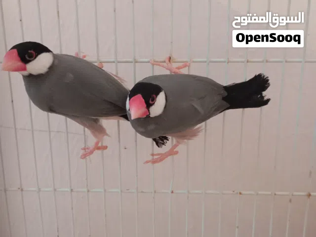 السلام عليكم  الله يبارك  كوبيا جاوا أو البودا  المكان مصراته