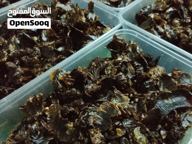 ليمون عماني حامض وجديد