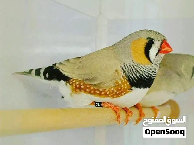 مطلوب فناجس مكس الي عندة يراسلني